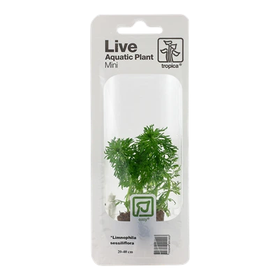 Tropica MiniPot Limnophila sessiliflora